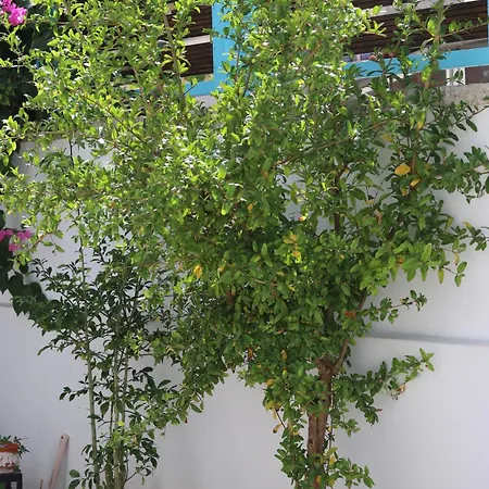 Anemos Himare
